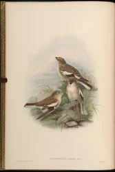 Montifringilla adamsi